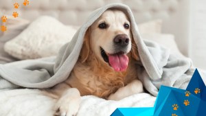 Golden Retriever Blog Cover for Concierge Elite Remote Receptionist Staffing Solution