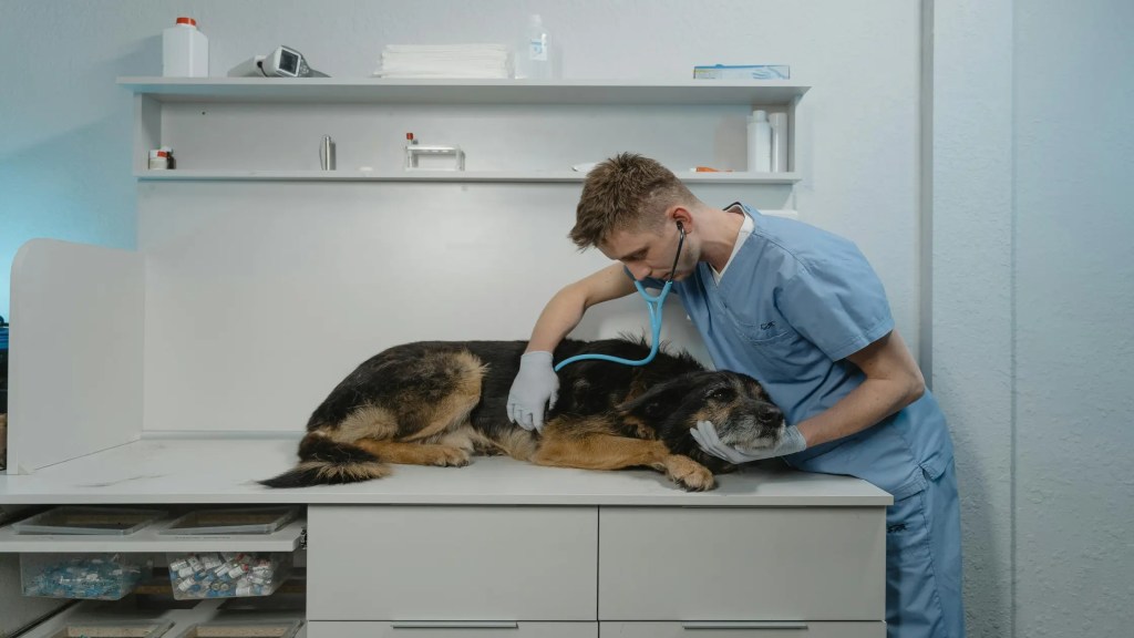 The Essential Guide to Finding the Right Veterinary Staffing Agency