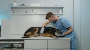 The Essential Guide to Finding the Right Veterinary Staffing Agency
